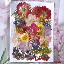 Assorted Mix Color Pressed Dry Flowers for Resin art By Get Inspired